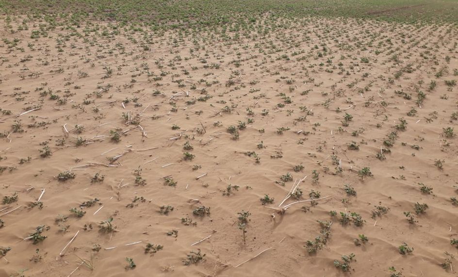 Jodhpur,crops,agriculture insurance,Indian Government,Rajasthan Government,kharif crop,Ministry of Agriculture,Minister of State for Agriculture,jodhpur news,Crops destroyed,Jodhpur Hindi news,jodhpur latest news,Kharif crops destroyed,crops insurance,