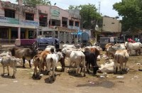 vidisha, vidisha news, vidisha patrika, patrika newsm patrika bhopal, bhopal mp, animals, cow, vidisha animals, 