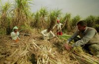 opinion,work and life,rajasthan patrika article,