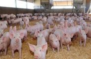Alwar : Swine breeding center