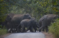 हाथी उत्पात : सात किसानों की बाड़ी को उजाड़कर सब्जी की फसल को पहुंचाया नुकसान, दहशत में ग्रामीण