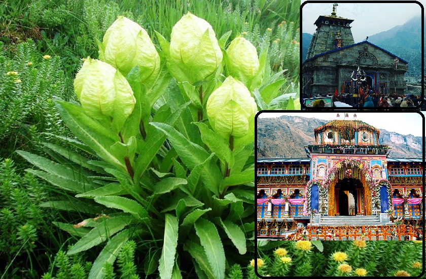 Brahma Kamal a rare legendary and mythological plant of India