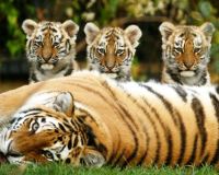 akbar and amar couple broken in zoo in kanpur hindi news