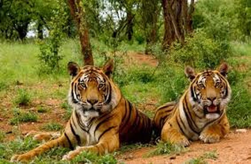 School running in indauk village of sariska jungle