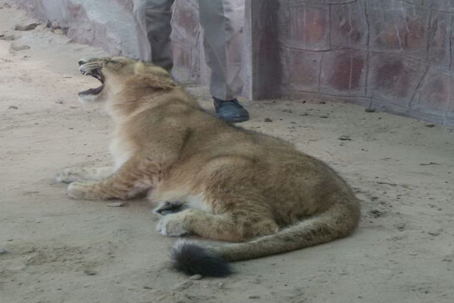 Machiya Zoological Park : Lioness Moaning
