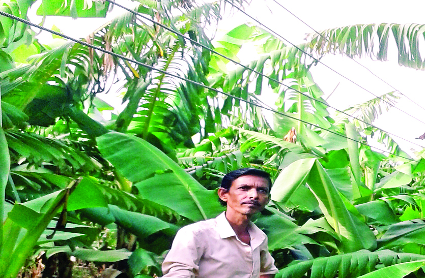 Bemetara banana farm, Current risk, Bemetara farmers, Bemetara Breaking news