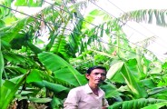 Bemetara banana farm, Current risk, Bemetara farmers, Bemetara Breaking news