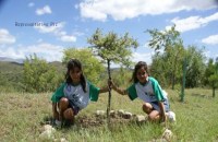 Tree Plantation