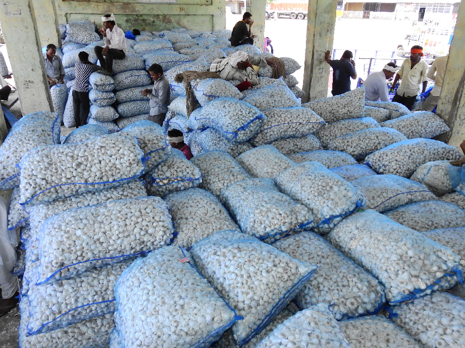 22 hundred farmers not bought garlic
