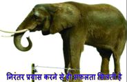 elephant