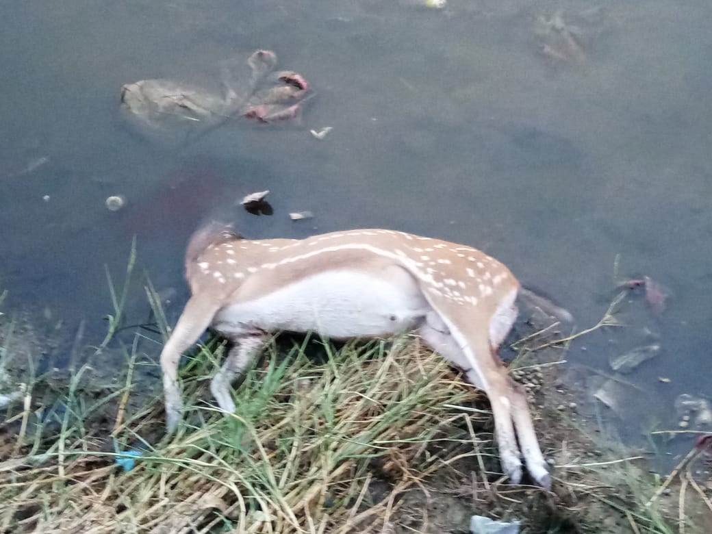 death of deer
