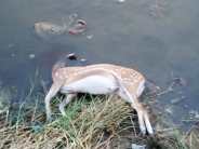 death of deer 