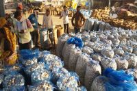 लहसुन मंडी 