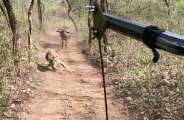 Sariska Tiger st-4 sighting