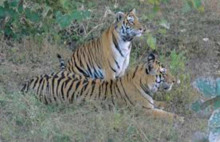 Nauradehi Wildlife Sanctuary Nearing the tiger and tigrin's moments