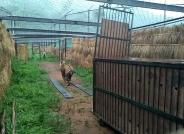 Tiger will remain in the enclosure before the forest