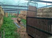 Tiger will remain in the enclosure before the forest