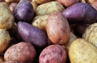 Purple potato
