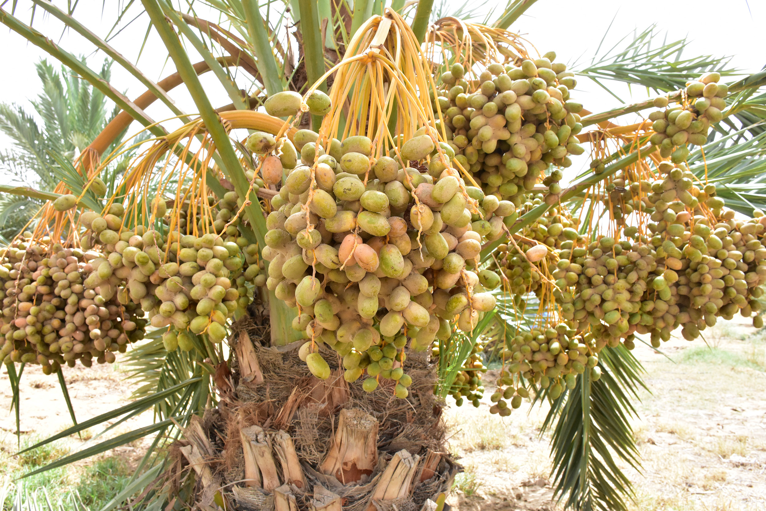 date palm in Bikaner
