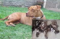 pitbull female dog created record give birth to 21 puppies