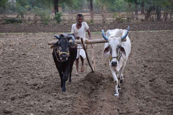 farmer works in farm