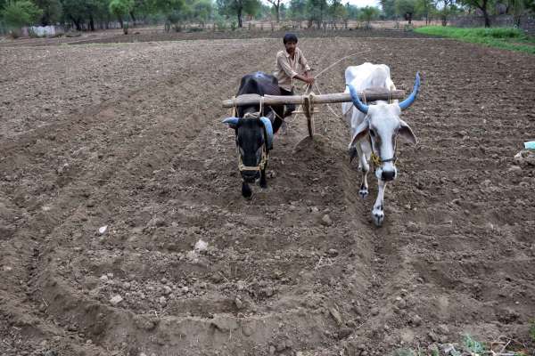 farmer works in farm
