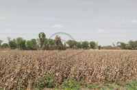 Crop failure in bhilwara