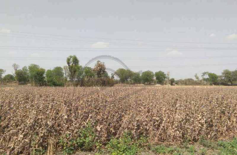 Crop failure in bhilwara