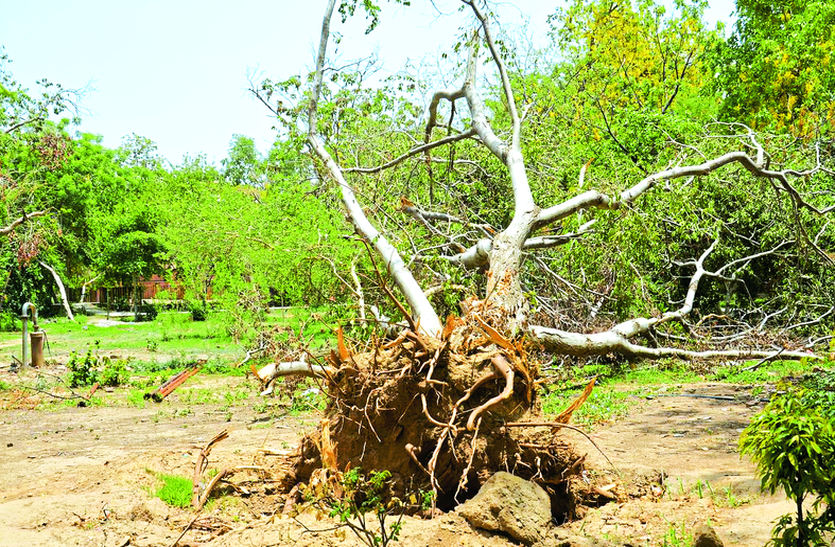 Alwar Storm : Condition of company garden after storm in alwar