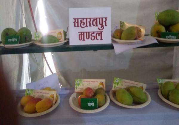 Up Aam Mahotsav