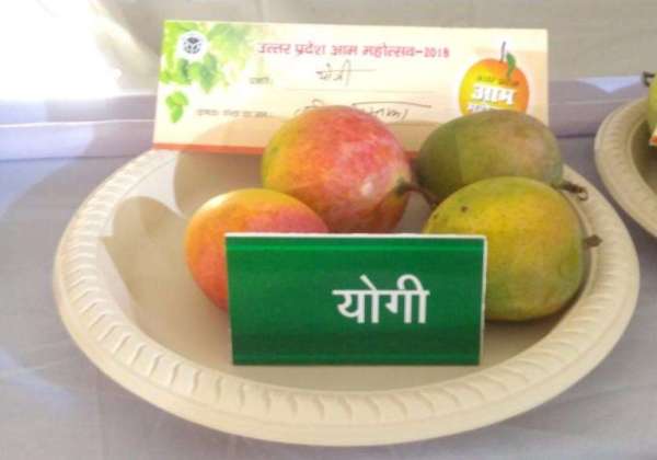 Up Aam Mahotsav