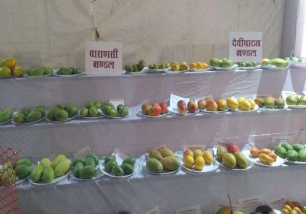 Up Aam Mahotsav