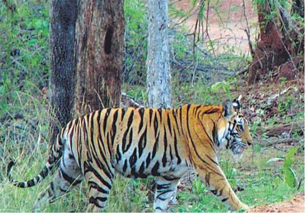 Tiger Reserve Park will improve