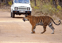 Tiger counting stop due to monsoon in Lakhimpur Kheri UP news