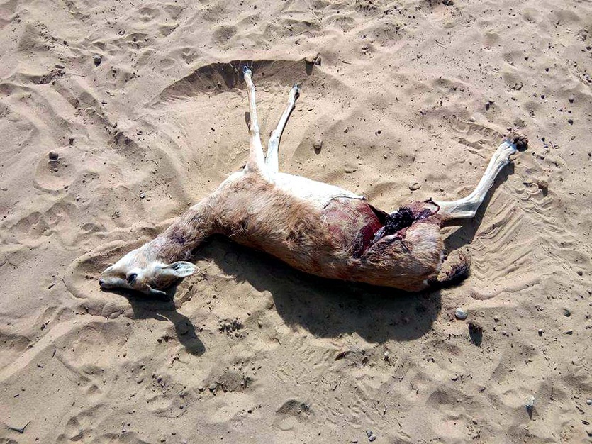 Two deer deaths, one injured in attack of dogs