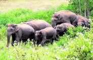 हाथियों के इलाके में बिछाई जाएगी पटरी, रेल कॉरिडोर को लेकर वन विभाग के अफसर चिंतित, पढि़ए खबर क्या सोच रहे ये अफसर...