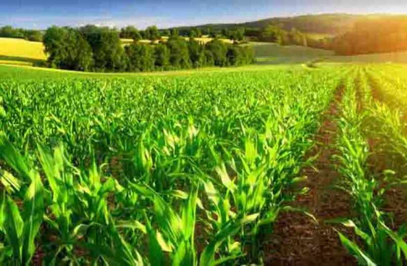 Prime Minister's Agriculture Irrigation Scheme in bhilwara