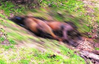 Breaking : जंगल से आ रही थी तेज बदबू, पास जाकर देखा तो उड़ गए होश, मिले 13 घोड़ों के शव