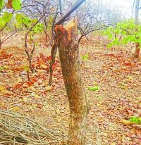 jhabua tree cut