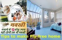 Fly free home