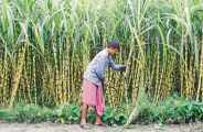 sugarcane survey 