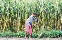 sugarcane survey 