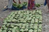 तेंदूपत्ता संग्रहण : कुछ वर्षों से पिछड़ते देख इस बार कम किया गया था लक्ष्य, फिर भी पिछड़े