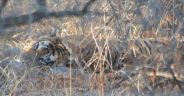 Sariska : Tiger tigress together in sariska