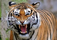 When the tiger attacked the shepherd, people in panic