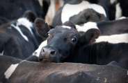 Cows
