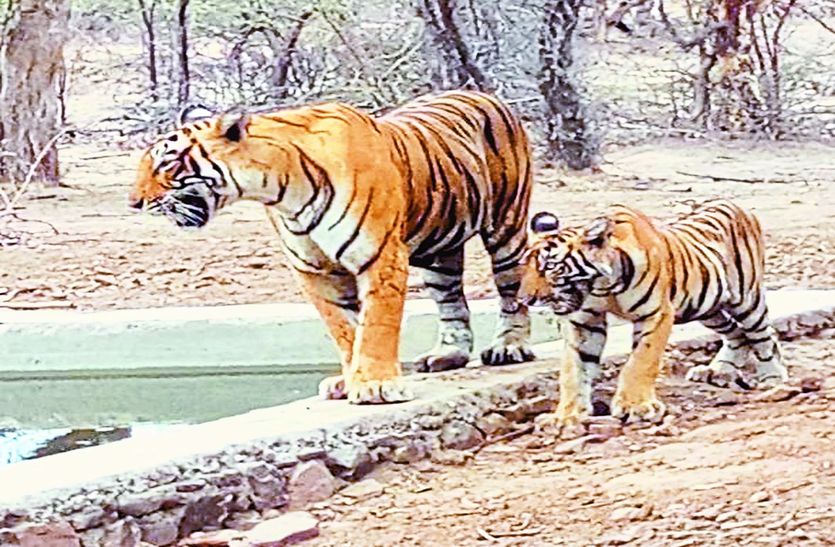 शावक के साथ बाघिन