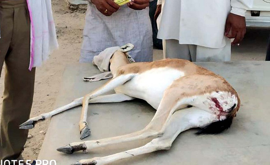 Three deer's death in dogs attack