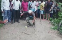 Over 110 Snake Hatchlings Found Inside House In Bhadrak