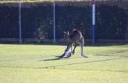 kangaroo